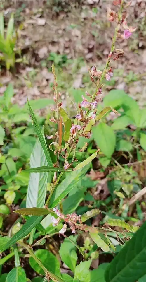 认识中草药#葫芦茶#清热解毒,消积利湿,杀虫防腐.