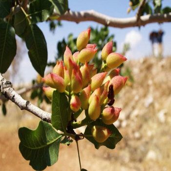 开心果苗盆栽地栽开心果 果树苗 开心果树苗绿仁开心果苗南北方种植