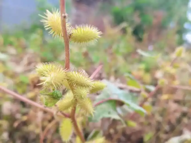 小时候经常摘一大捧玩"打仗",粘在衣服裤子上还好说,要是粘在小姑凉的