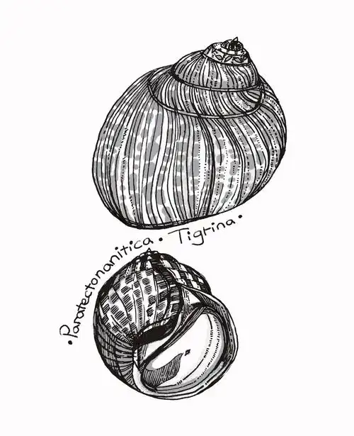 🐚斑玉螺:海洋中的小工程师🔧