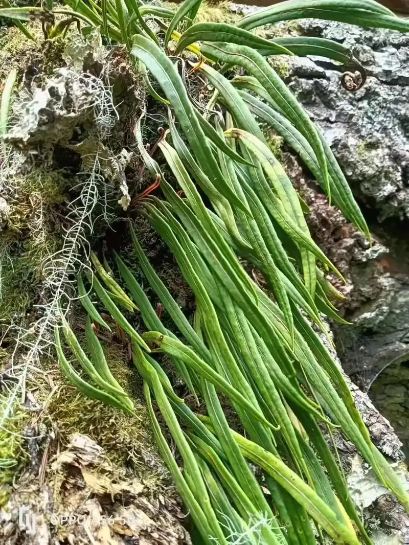 大量收购 大叶中叶小叶细叶化石草,每月需求15吨有货的联 - 抖音