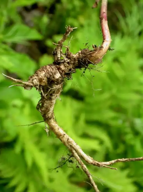 日月峡中草药:轮叶沙参