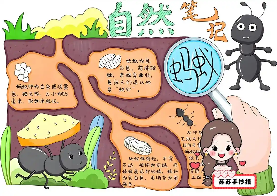 自然笔记手抄报.动物生长过程手抄报,蝉,蚂蚁,蝴蝶,青蛙,蜜 - 抖音