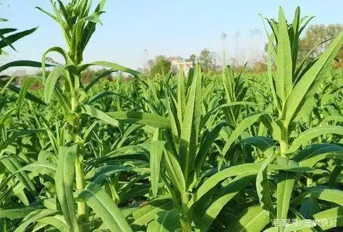 贡菜营养价值高,那么贡菜高产栽培技术有哪些?带大家了解一下