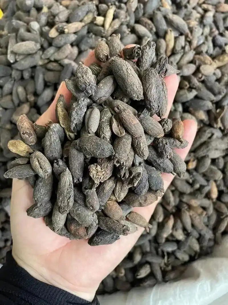 母丁香价格实惠养生药材温中降逆温肾助阳.特价92:12元每公 - 抖音