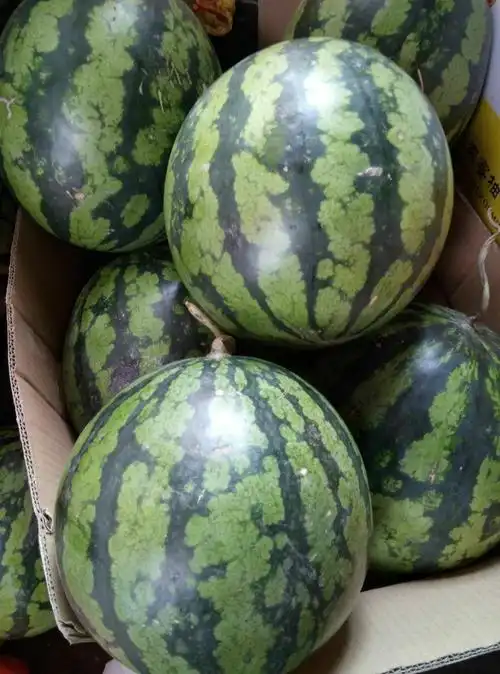 花皮大西瓜(具体按实际斤数为准) ￥16元/市斤 已售2份