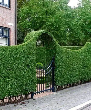 绿篱景墙_3640160