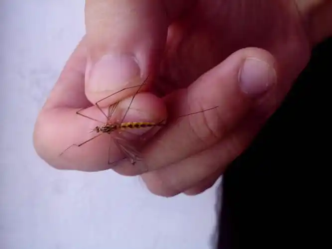 1 分钟前 希望梦想到永远|来自:手机知道|十四级最快回答 公蚊子