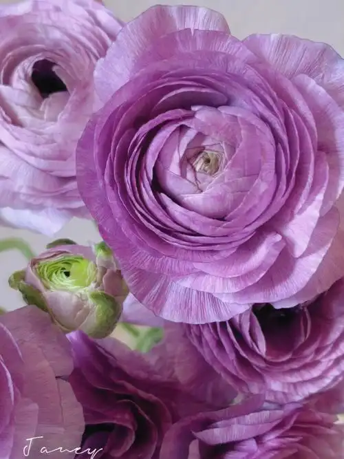 鲜花打卡h7葡萄紫洋牡丹