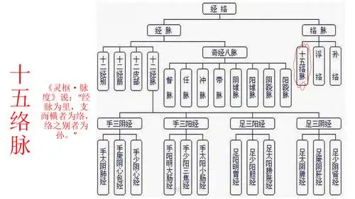 十五络脉精选课件.ppt