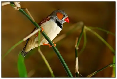 百鸟园45金山珍珠鸟