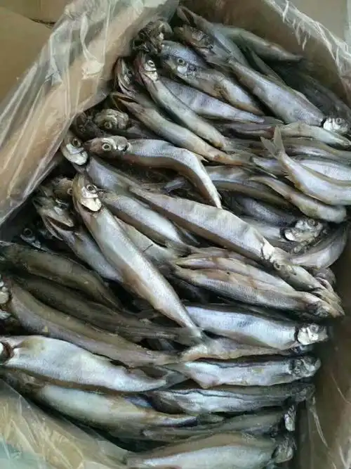 批发供应全籽6l加拿大冷冻多春鱼