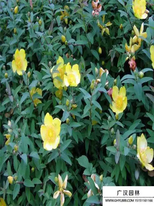 金丝梅的花语是什么_花语寓意_沭阳县广汉园林苗木场