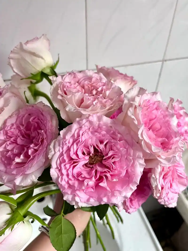 洛神玫瑰开炸啦 #玫瑰