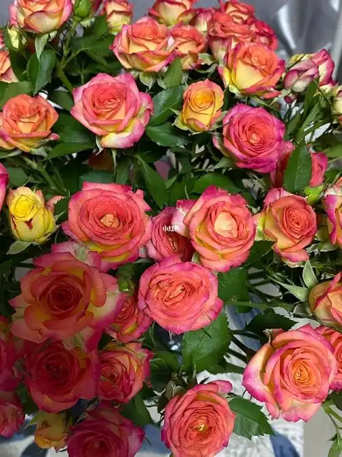 花名爱丽丝绚烂的多头玫瑰