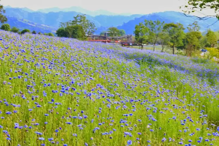 【家门口的欧洲风情】矢车菊花海绽放在美丽的新安江畔