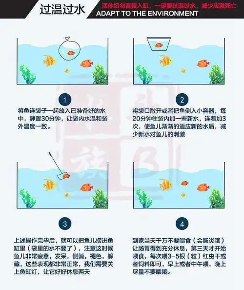 泰国斗鱼活体半月马尾活体热带鱼观赏小型鱼淡水宠物饲料包邮.