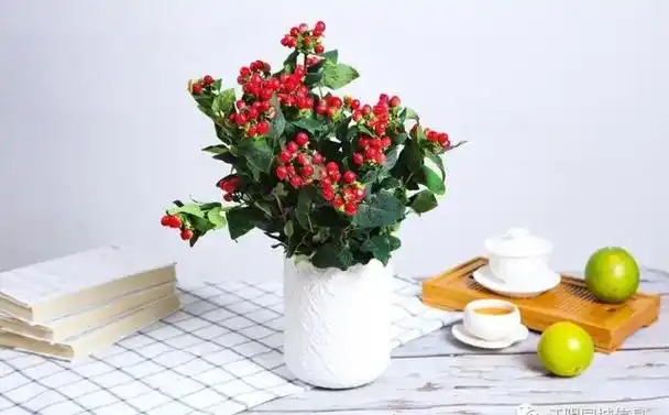 打造多肉花园中的瑰宝:火龙珠的养殖方法和注意事项