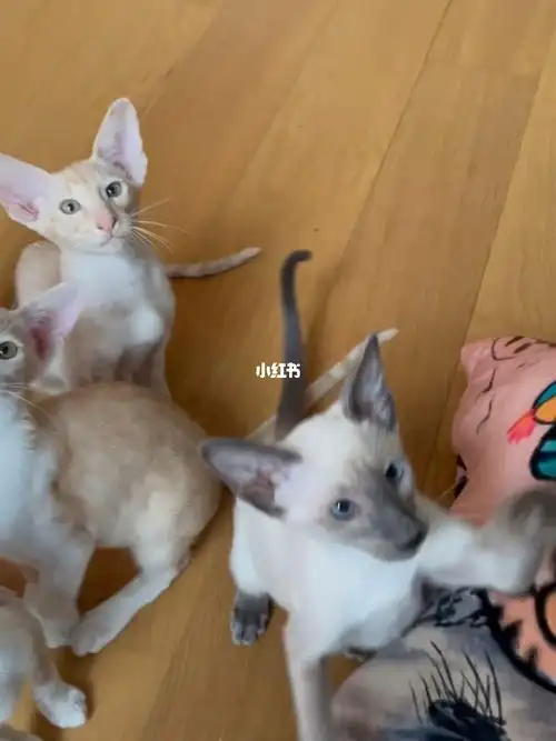 急售特价东方短毛猫