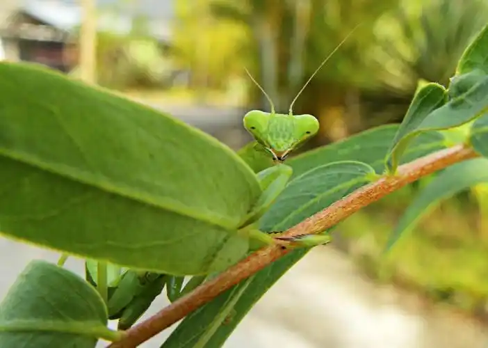 praying mantis,green,flight insect,nature,insect,animal,leaf