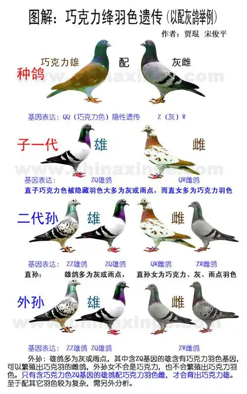 图解:巧克力绛遗传