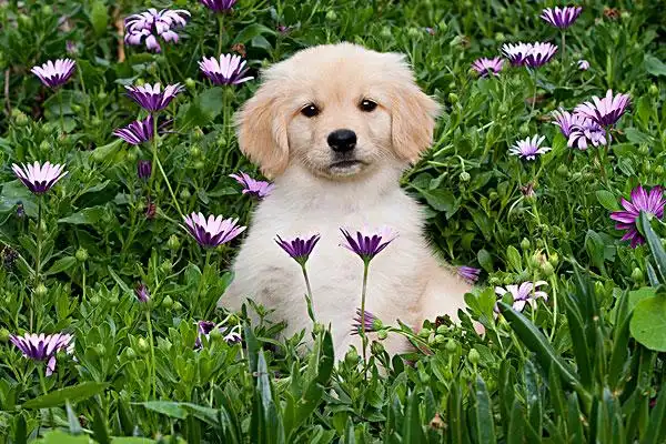 家犬,金毛猎犬,小狗,花,南加州,美国