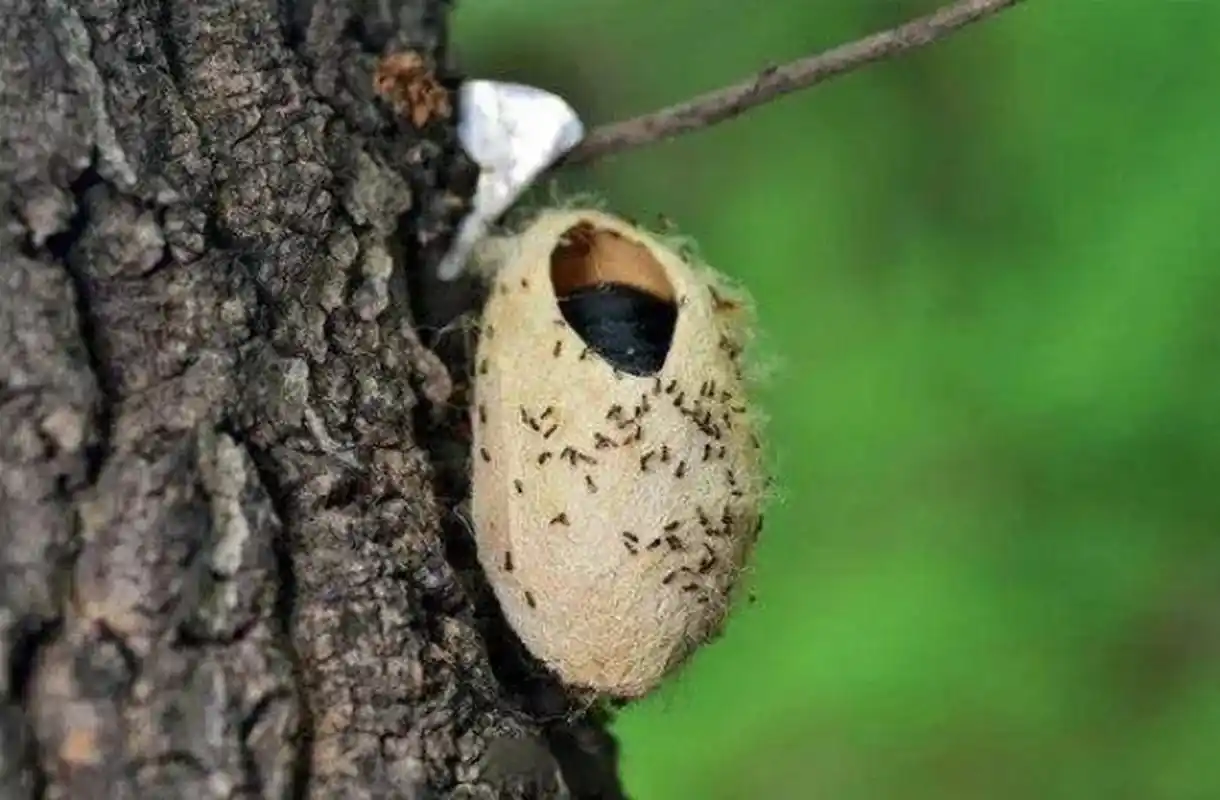 沧州# 沧州释放1亿只美国白蛾的天敌——周氏啮小