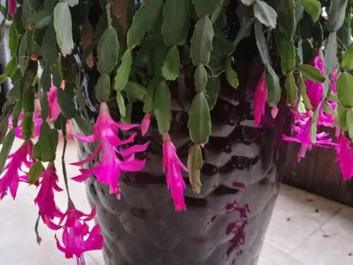 有花名兰叫蟹爪