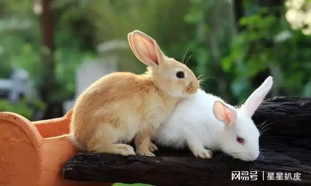 细致入微的抚养指南让它变乖|宠物|抱法|小兔子|驯养动物_网易订阅