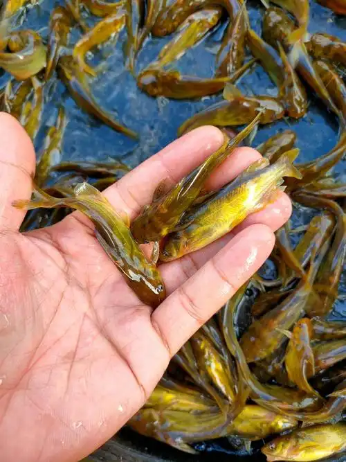 杂交黄骨鱼黄辣丁,山川黄嘎牙子鱼苗,人工养殖黄骨鱼苗