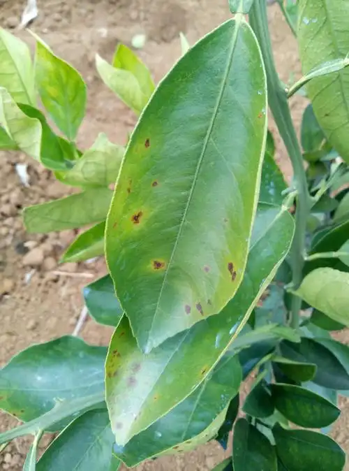 褐斑病这个"讨厌鬼",你准备如何对待它?三张图教你解决