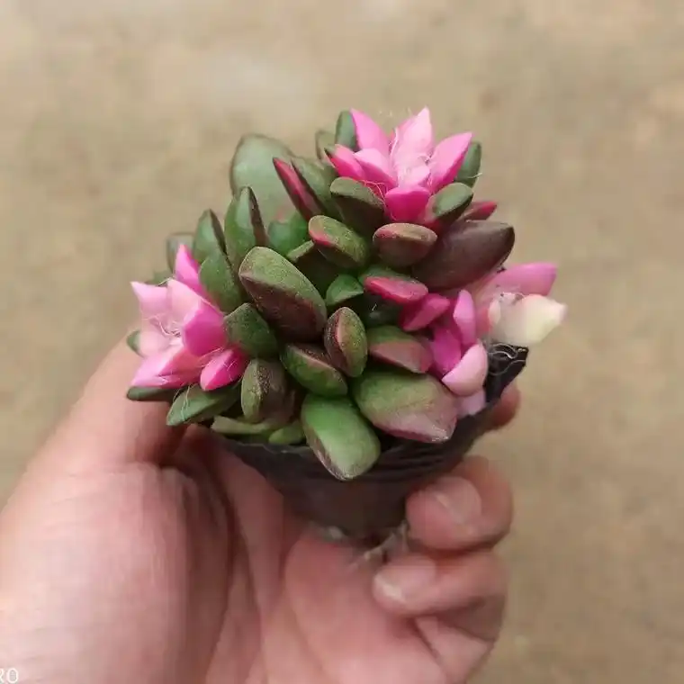 吹雪之松锦盆栽,好养活的多肉植物,春季粉色花朵,让我感受到了 - 抖音