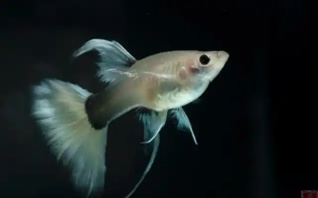 展开全部 段带象牙白孔雀鱼是可以交配的.