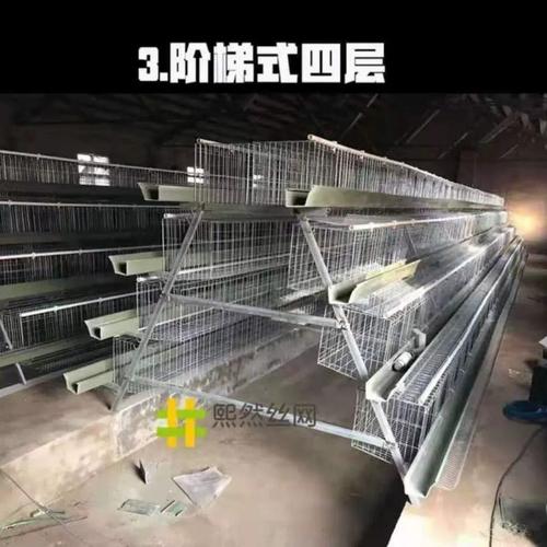 式蛋多层鸡棚热镀锌铁丝蛋鸡笼养鸡设备下蛋大型养蛋加工鸭蛋家禽
