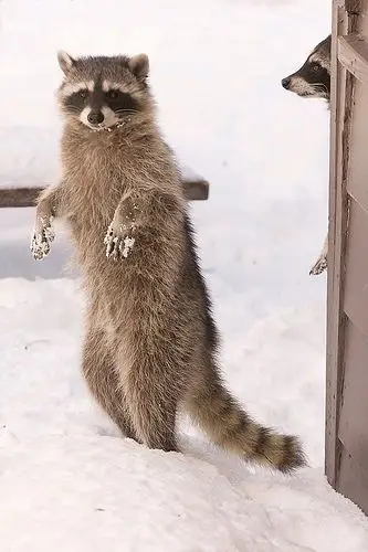 raccoons | flickr – 相片分享!