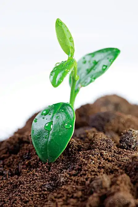 发芽_植物_芽_高清图片_全景视觉