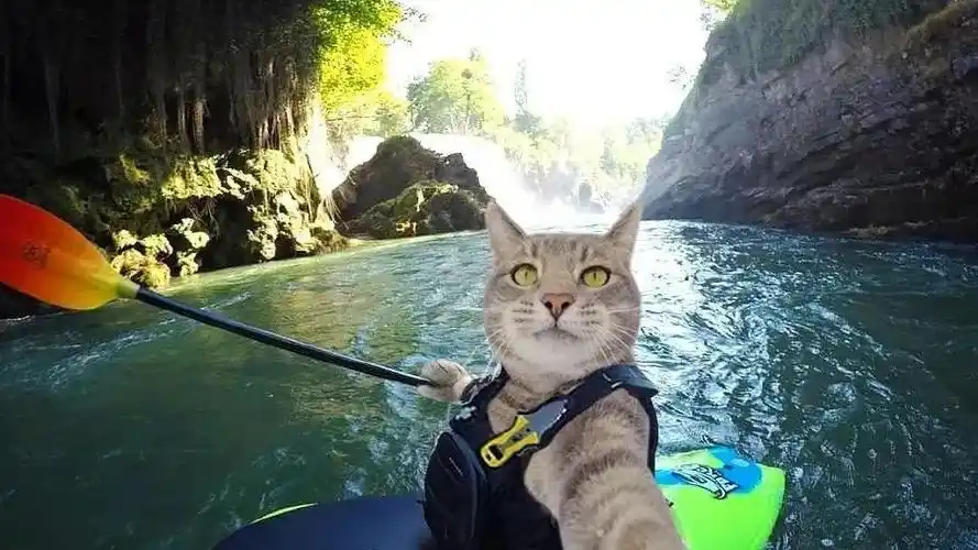 p data-id="soavefquphdh">manny,网红自拍猫,在ins上拥有近60万的