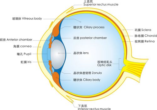 729海报印制展板写真喷绘贴纸258医院人体器官眼球解剖图