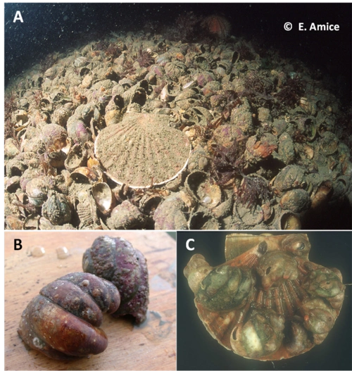 marine species introduced on the french channel-atlantic coasts