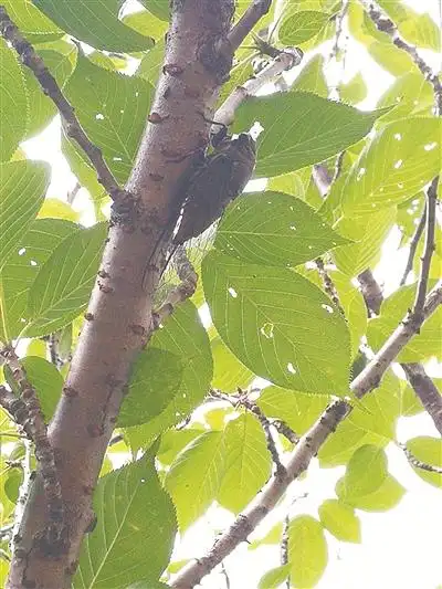 知了在树上声声叫着夏天.     (矩形 摄)