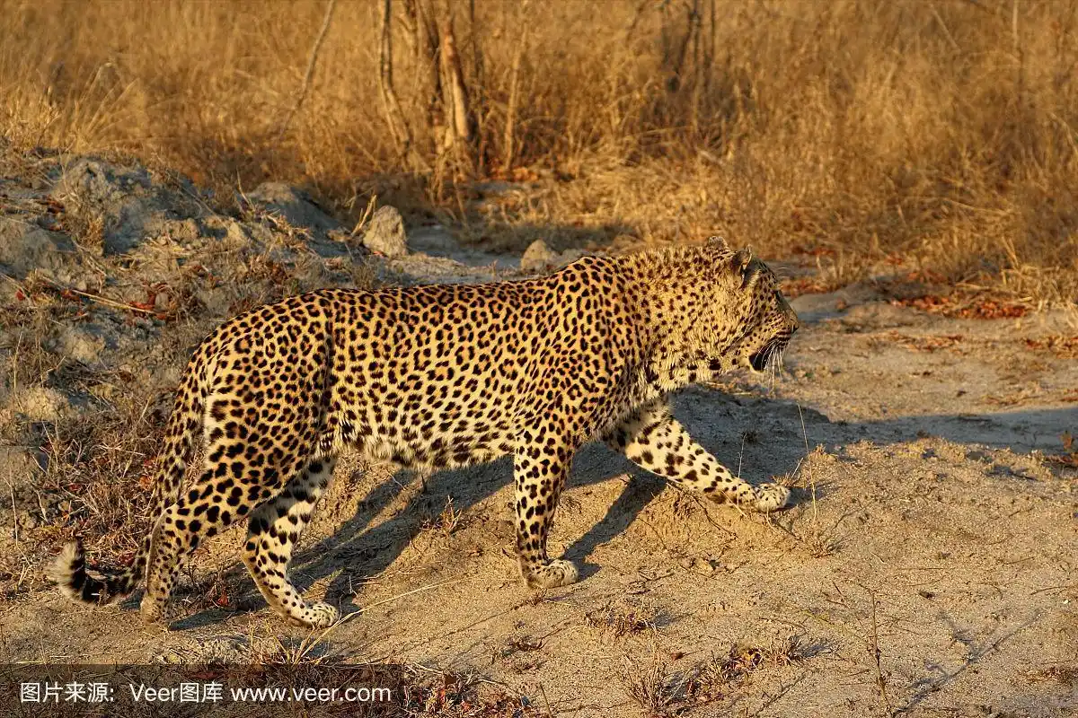 南非,美洲豹,注视镜头,濒危物种,自然保护区