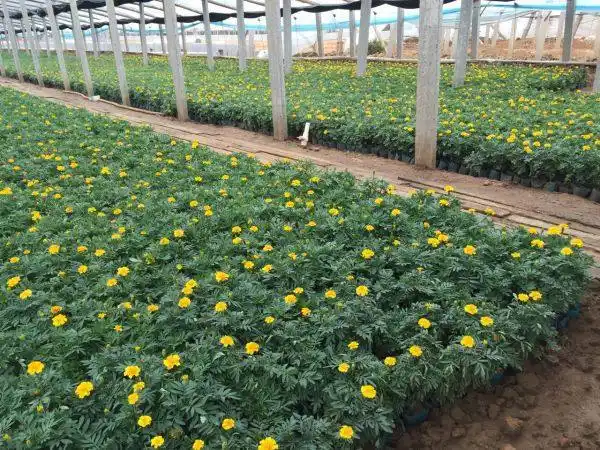 绿化草花批发基地