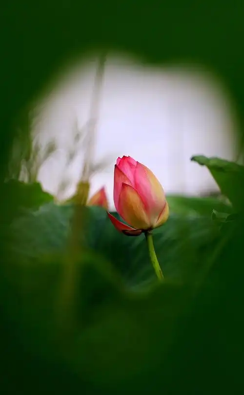炎炎夏日.气温连续爬升.荷塘荷花悄悄绽放.找一处荷花盛开之地.