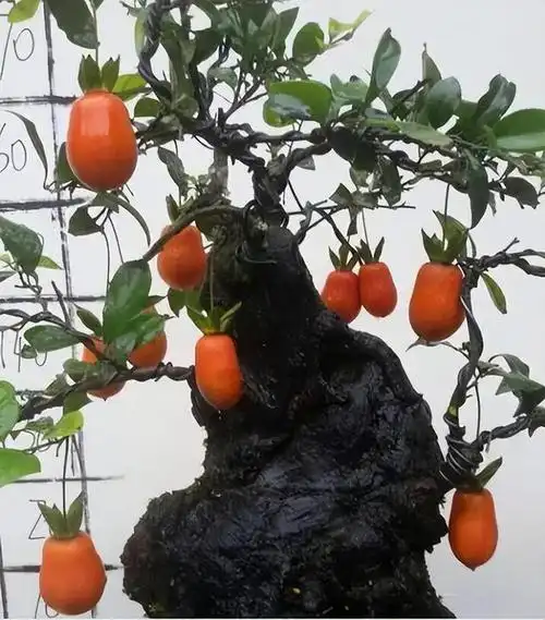 精品盆栽——金弹子,观赏价值很高