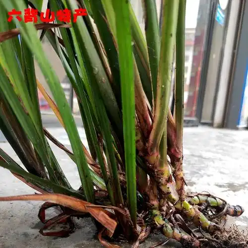 五香野生新鲜香草贵州特产山奈叶茴香香菖蒲带跟其它