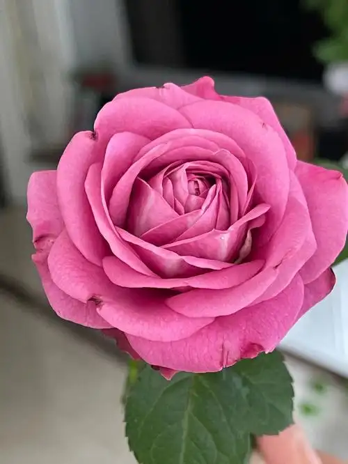 月季冥王星阳台