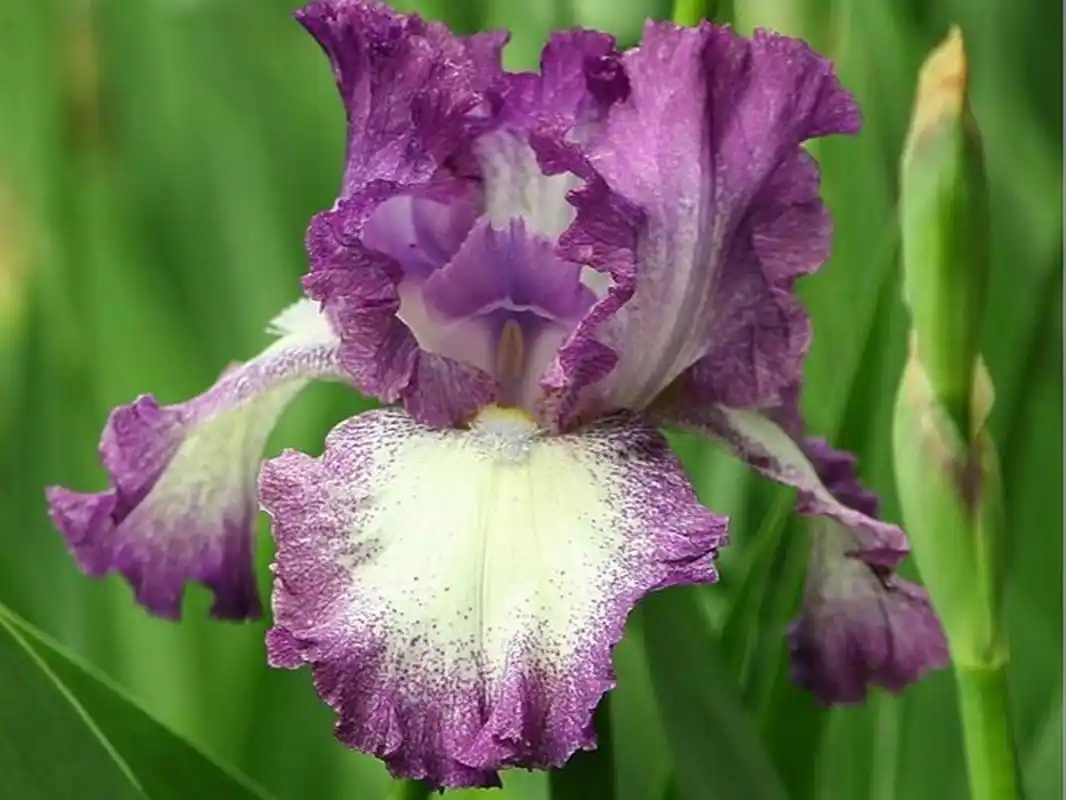 德国鸢尾:花语为"优美" 公园里的德国鸢尾花正在优雅绽放,花瓣层层叠