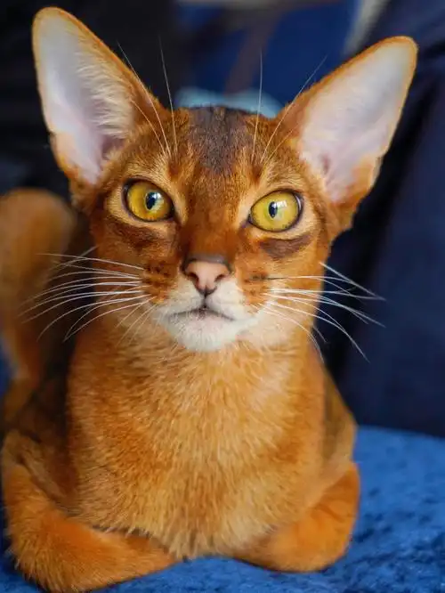 来介绍下欧洲回国的酷弟弟agate