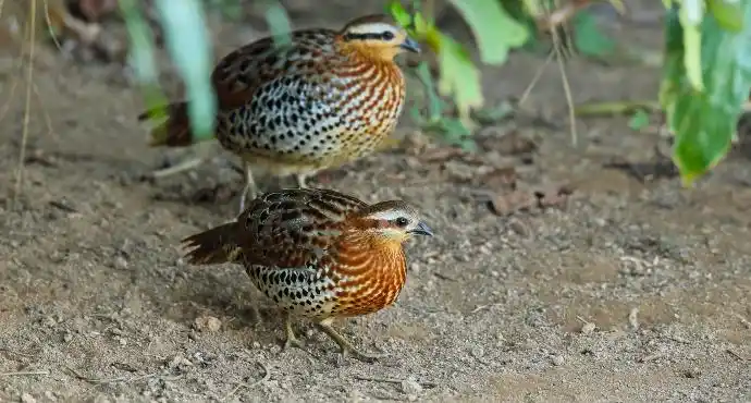 观鸟:竹鸡2种