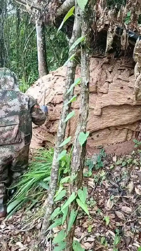 见过最大的马蜂窝!虎头蜂好好的家,说拆就被拆了,这要是被报仇